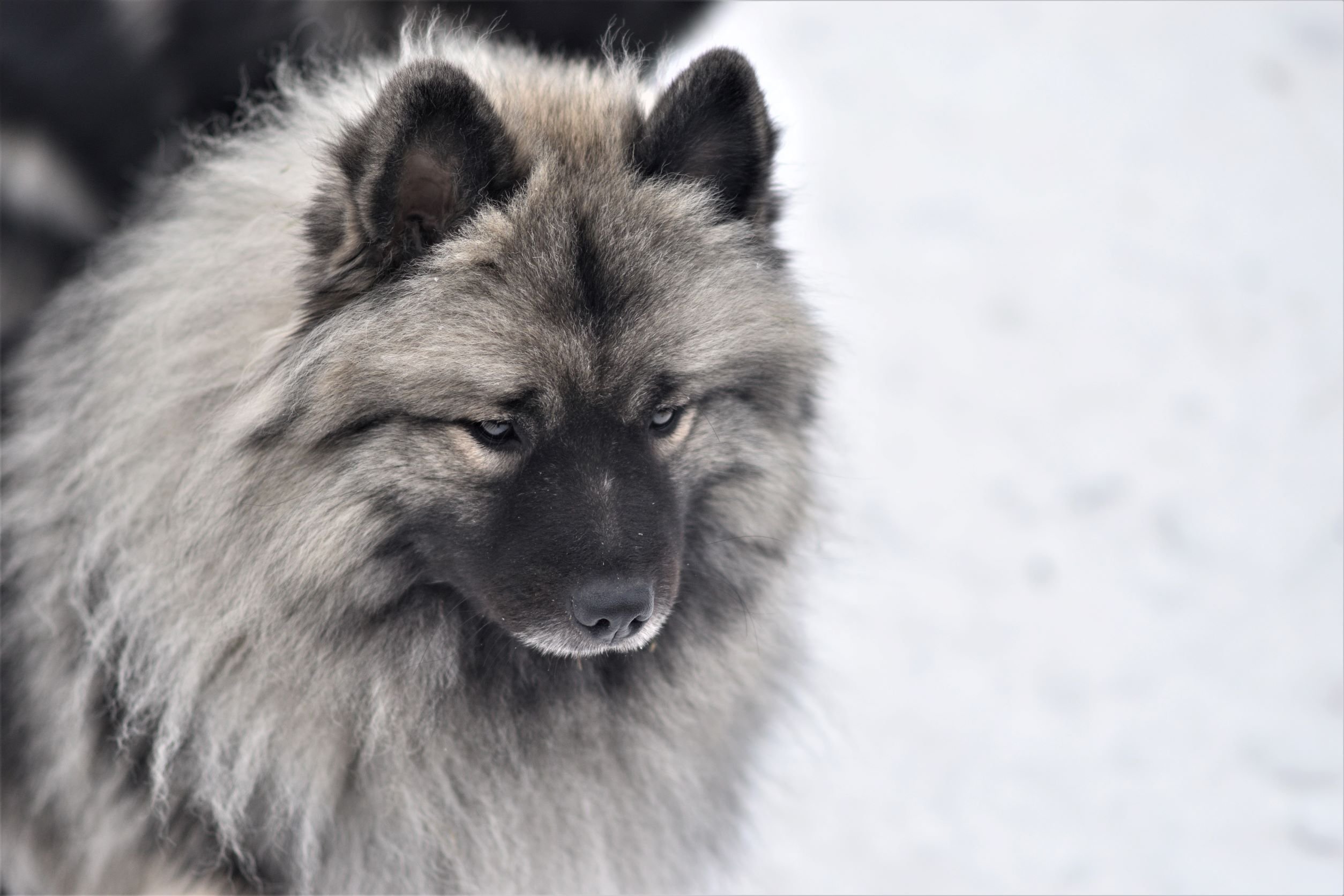 Keeshond 3
