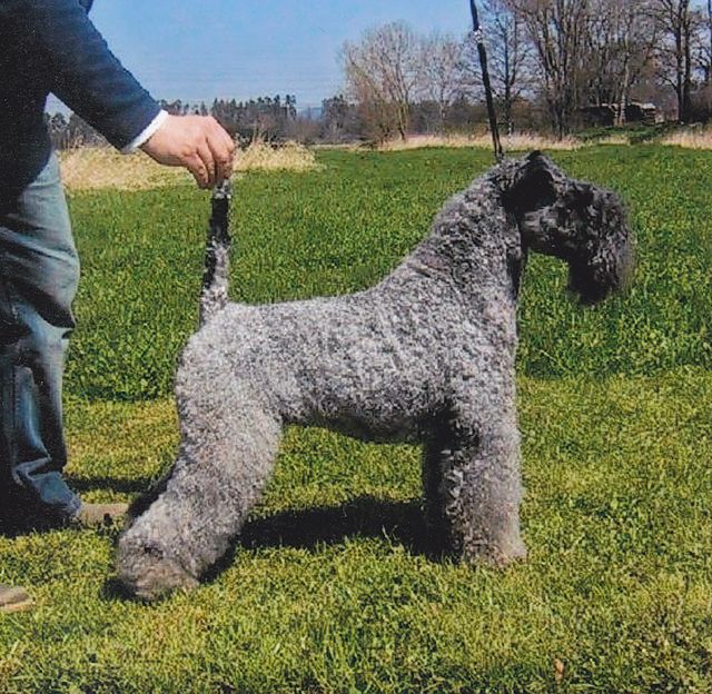 Kerry Blue Terrier 1