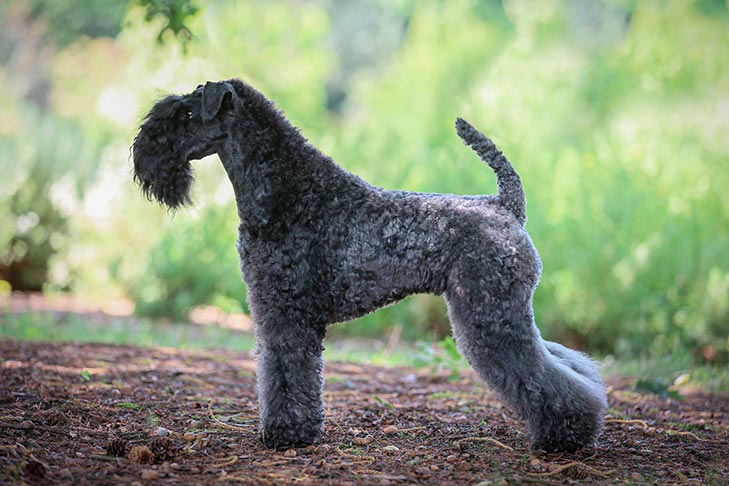 Kerry Blue Terrier 2
