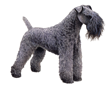 Kerry Blue Terrier 3