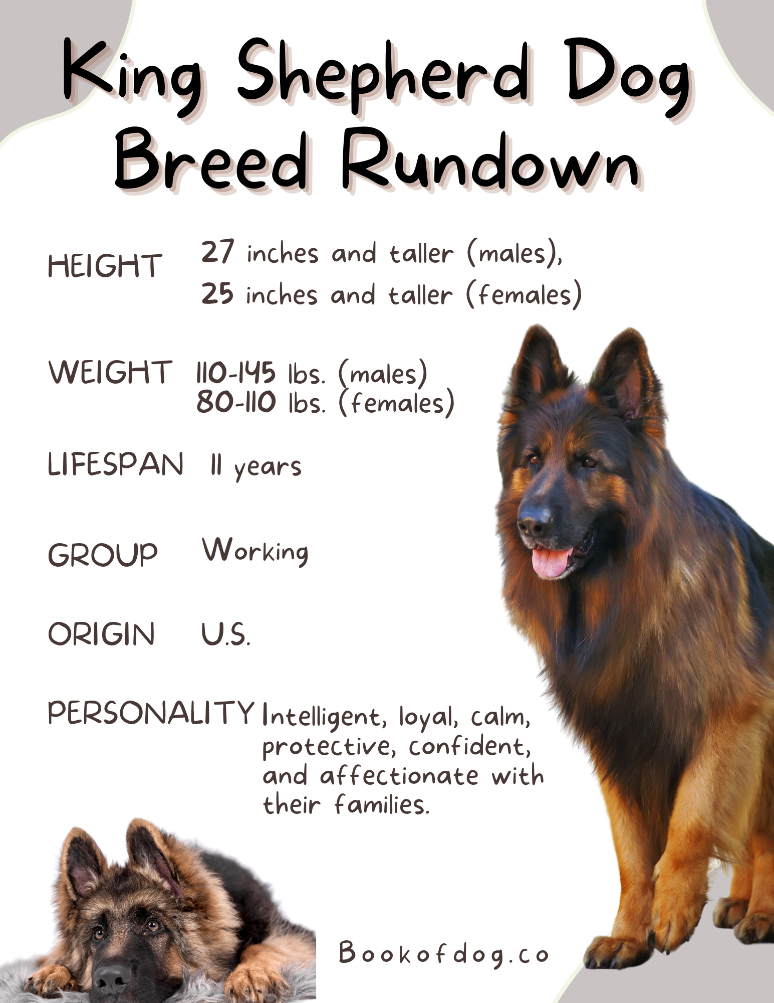 King Shepherd