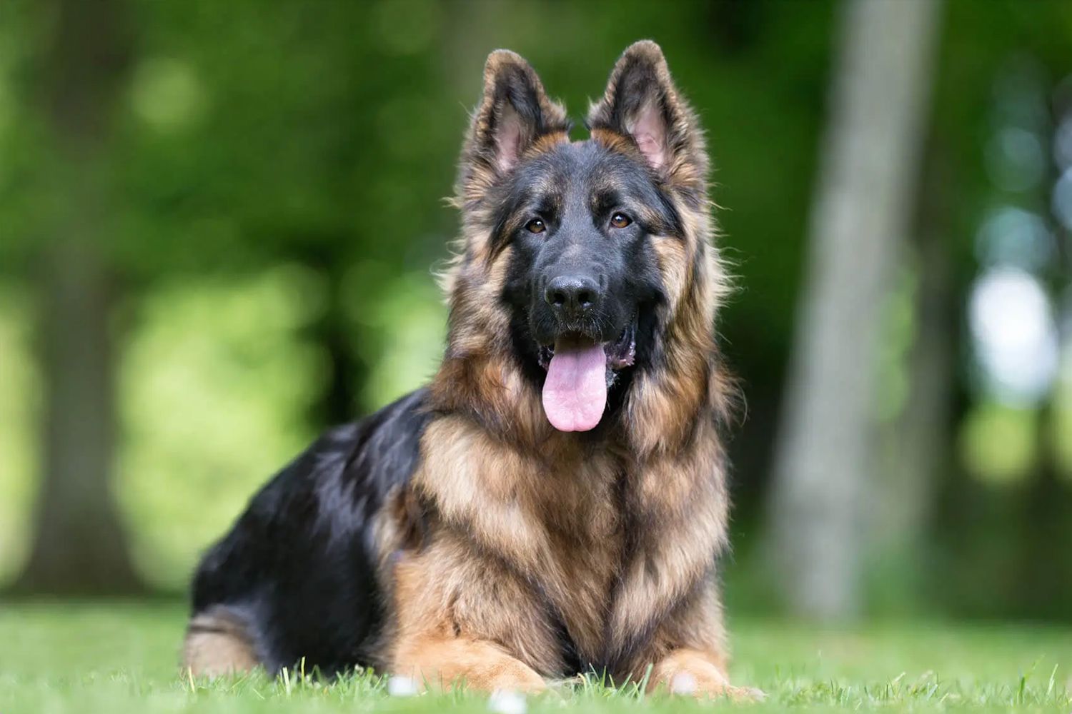King Shepherd 2