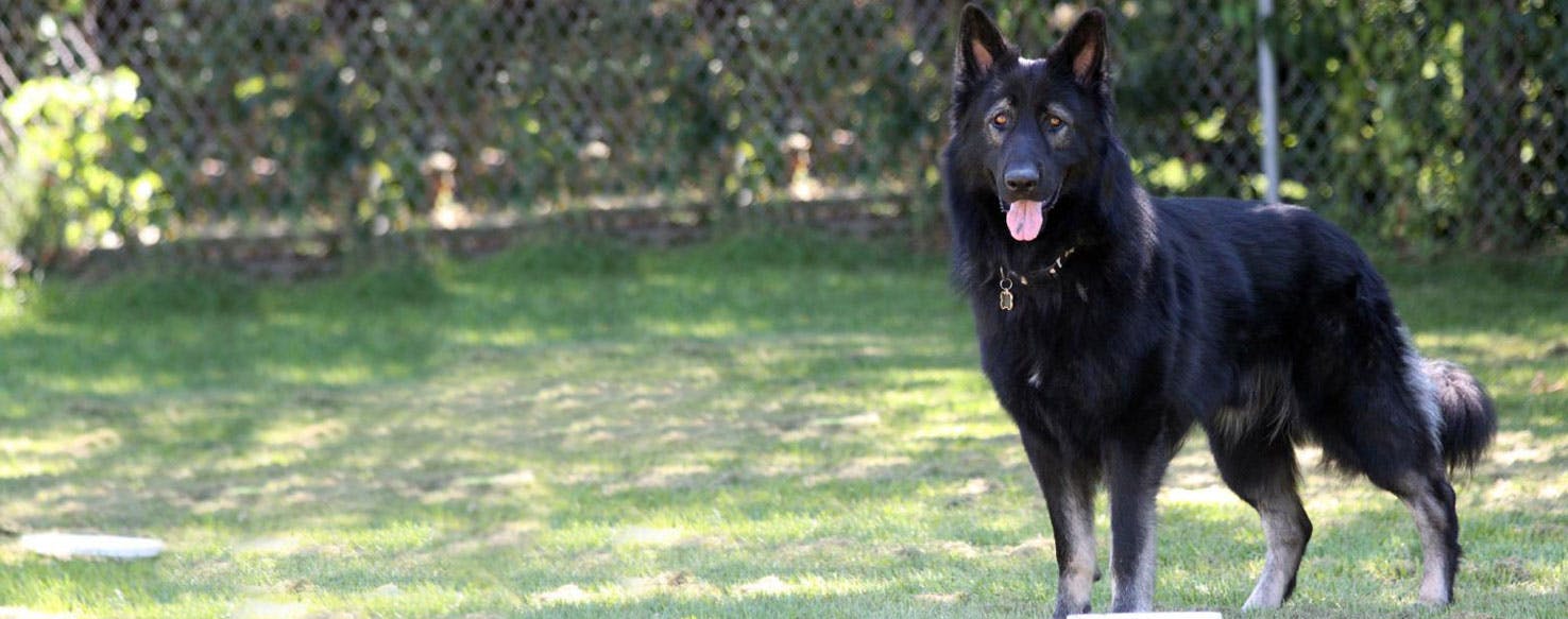 King Shepherd 3