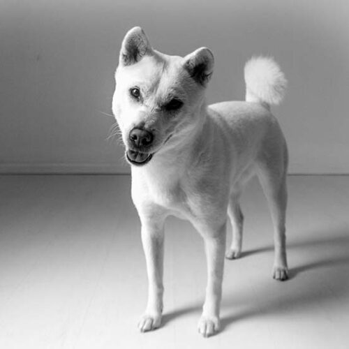 Kishu Ken 1
