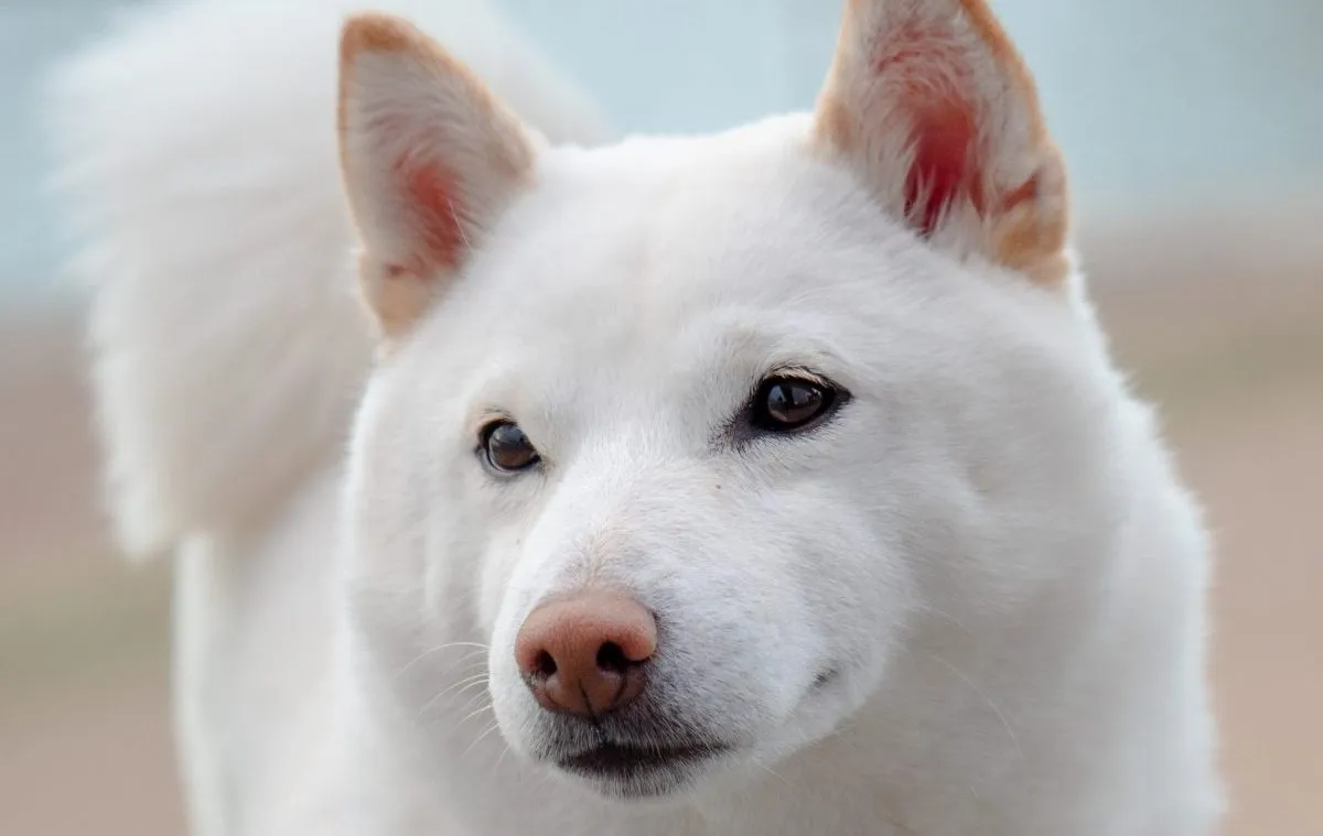 Kishu Ken 3