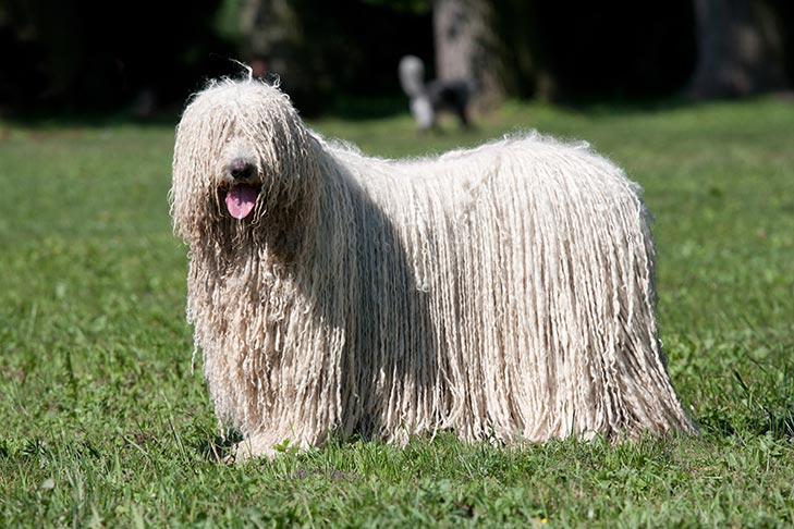 Komondor 1