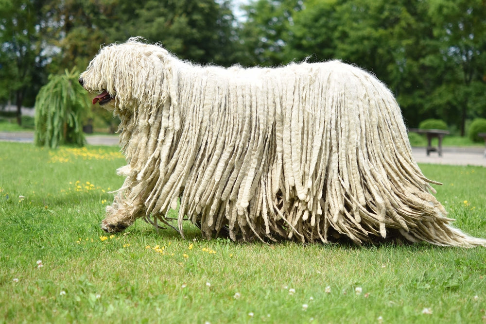 Komondor 2