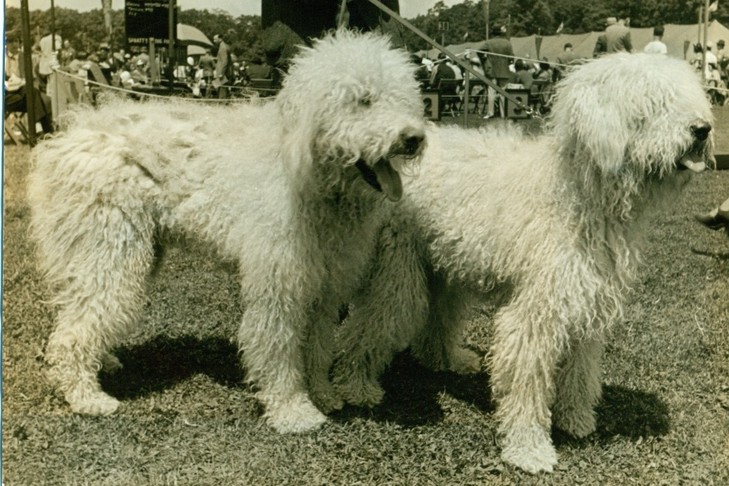 Komondor 3
