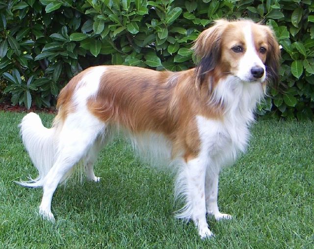 Kooikerhondje 1