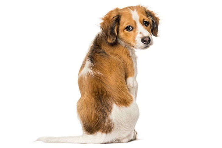 Kooikerhondje 2