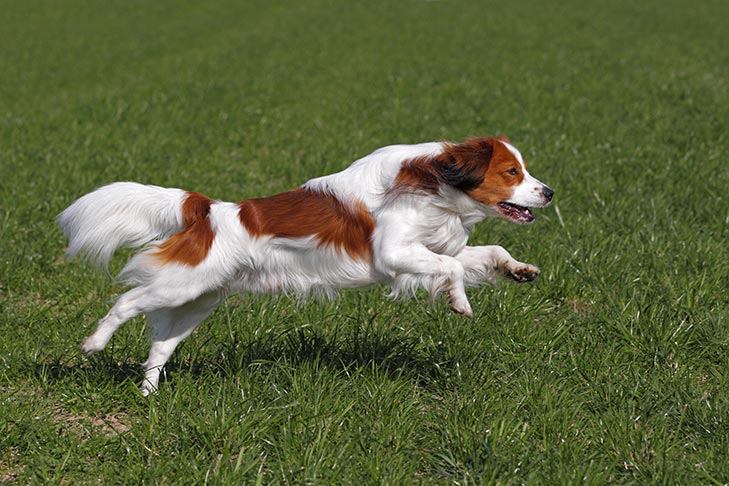 Kooikerhondje 3