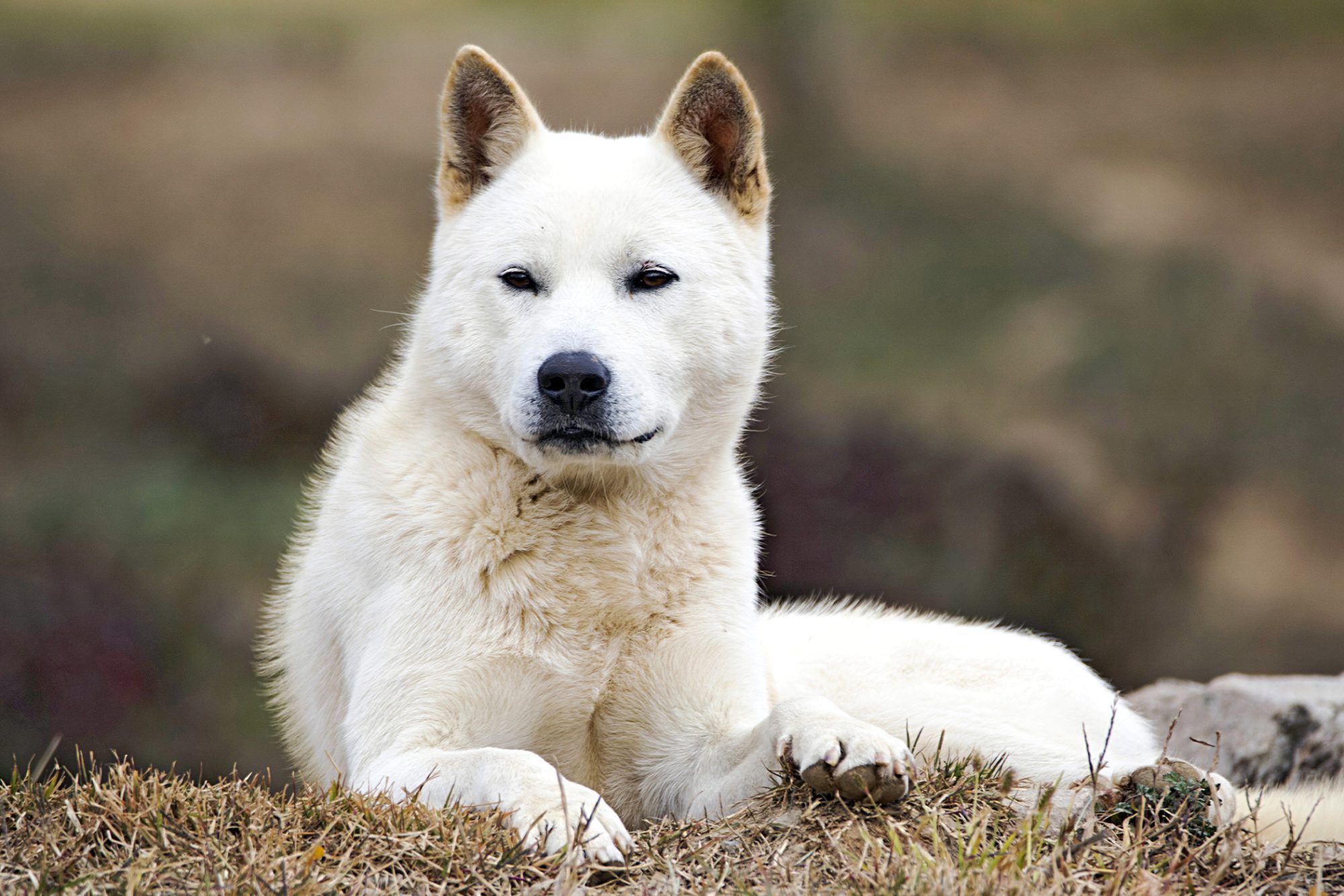 Korean Jindo Dog 1
