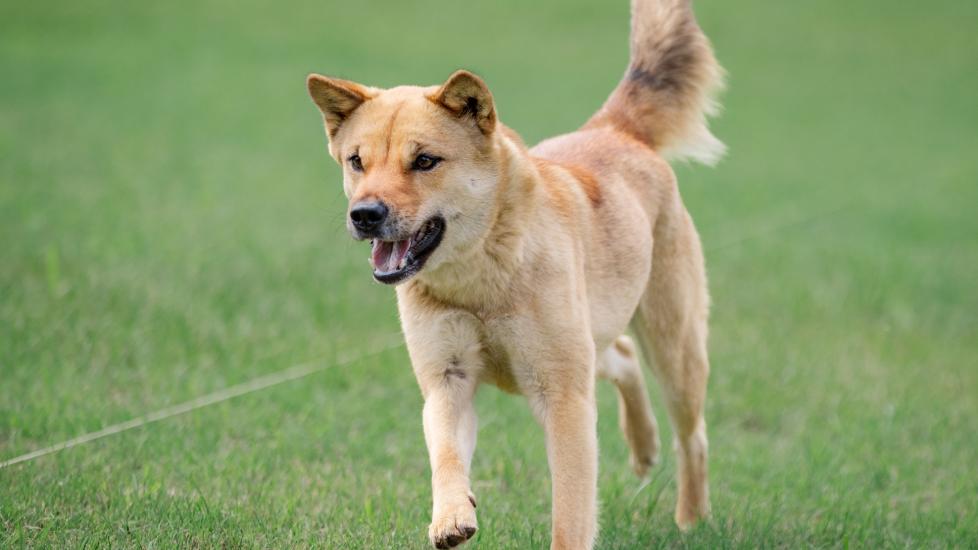 Korean Jindo Dog 2