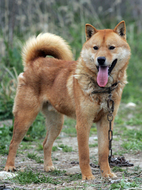 Korean Jindo Dog 3