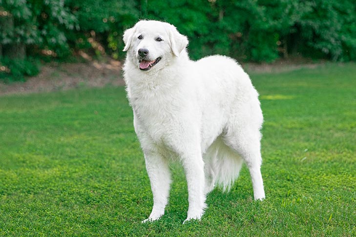 Kuvasz 1
