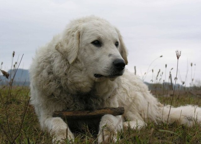 Kuvasz 2