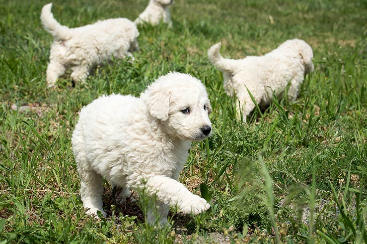 Kuvasz 3