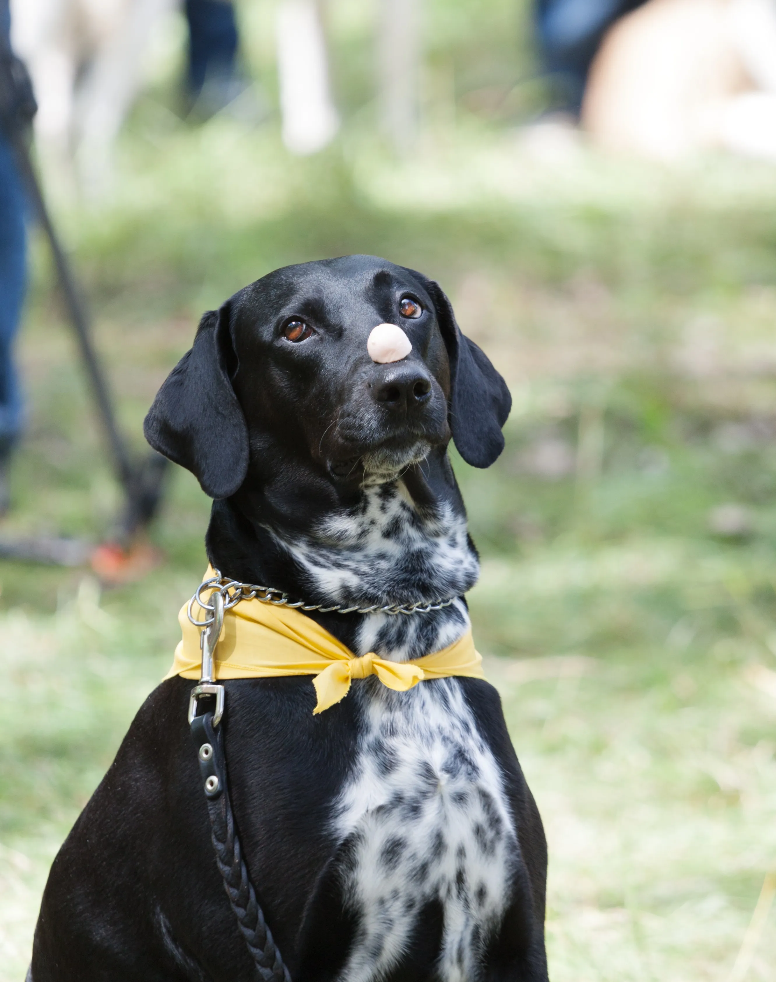 Lab Pointer 2