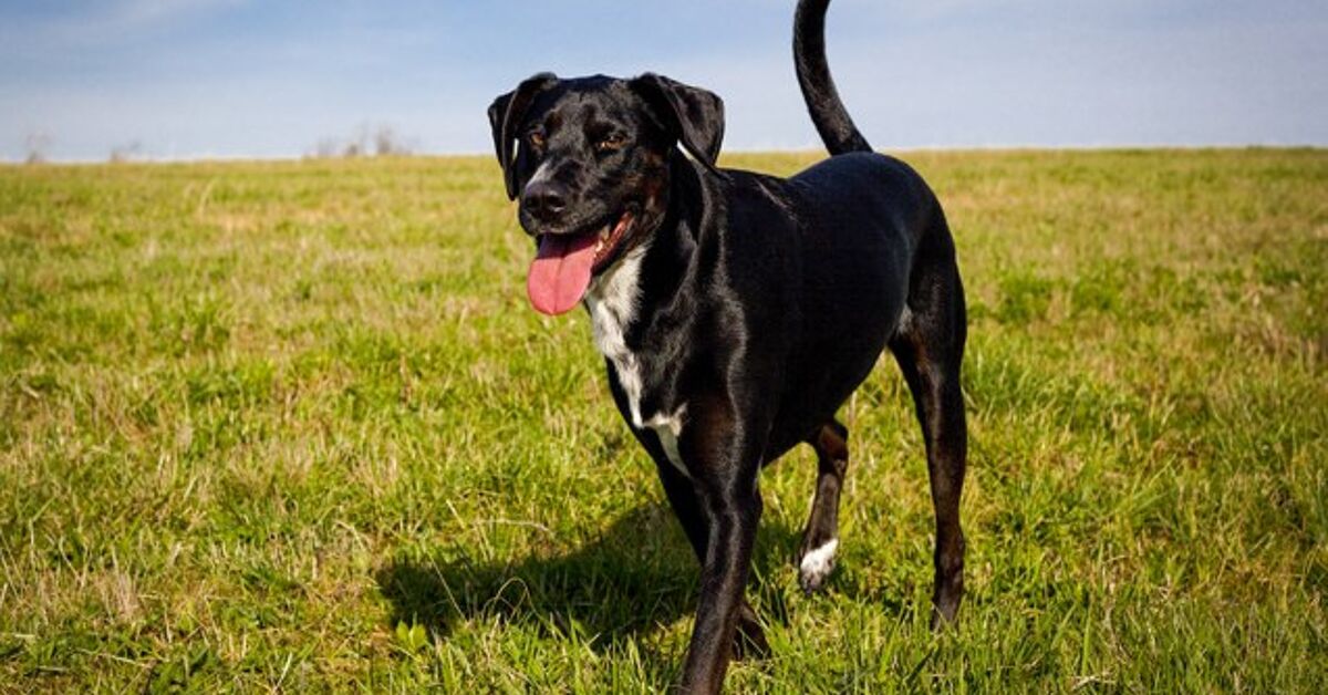 Lab Pointer 3