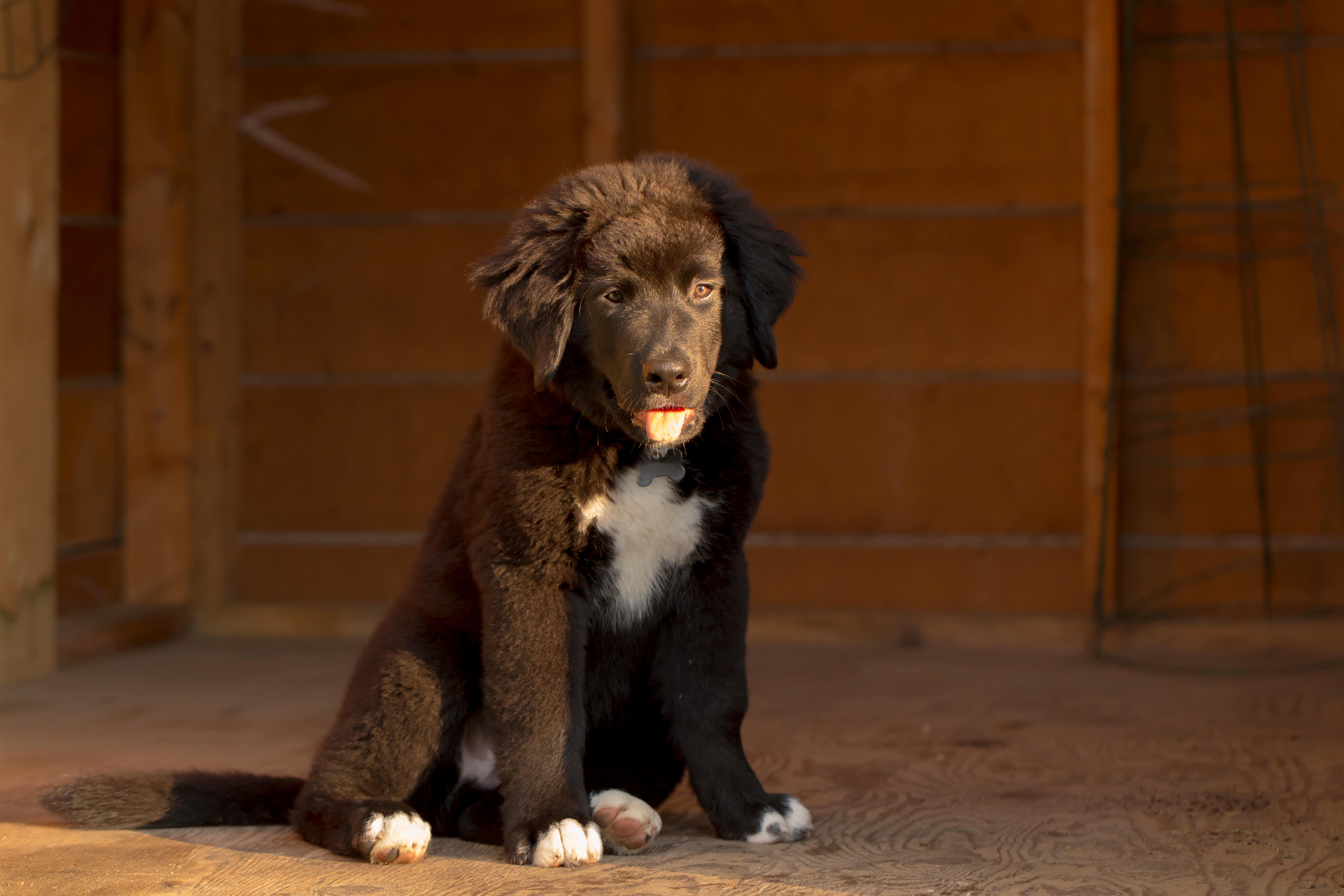 Labernese 1