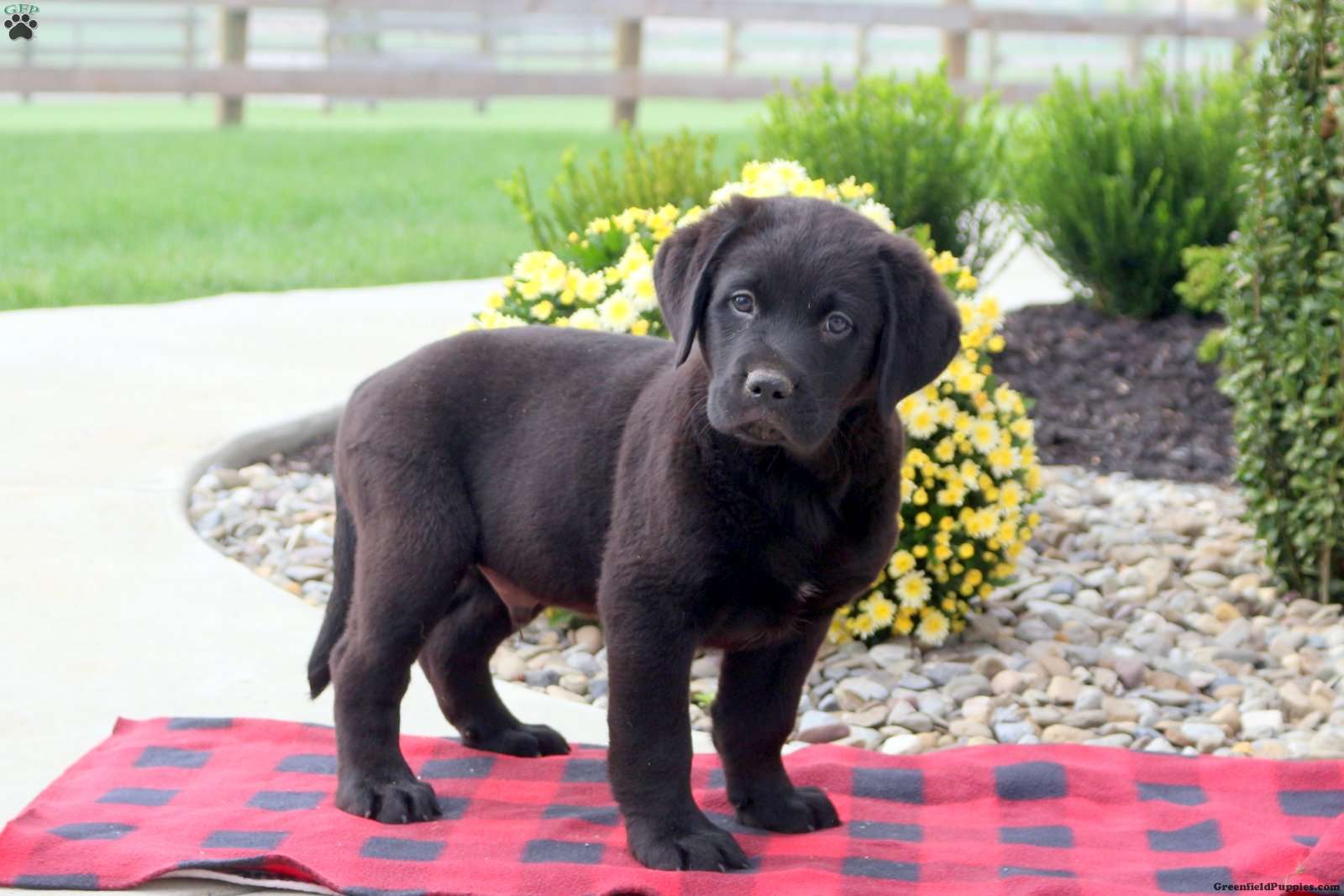 Labernese 2