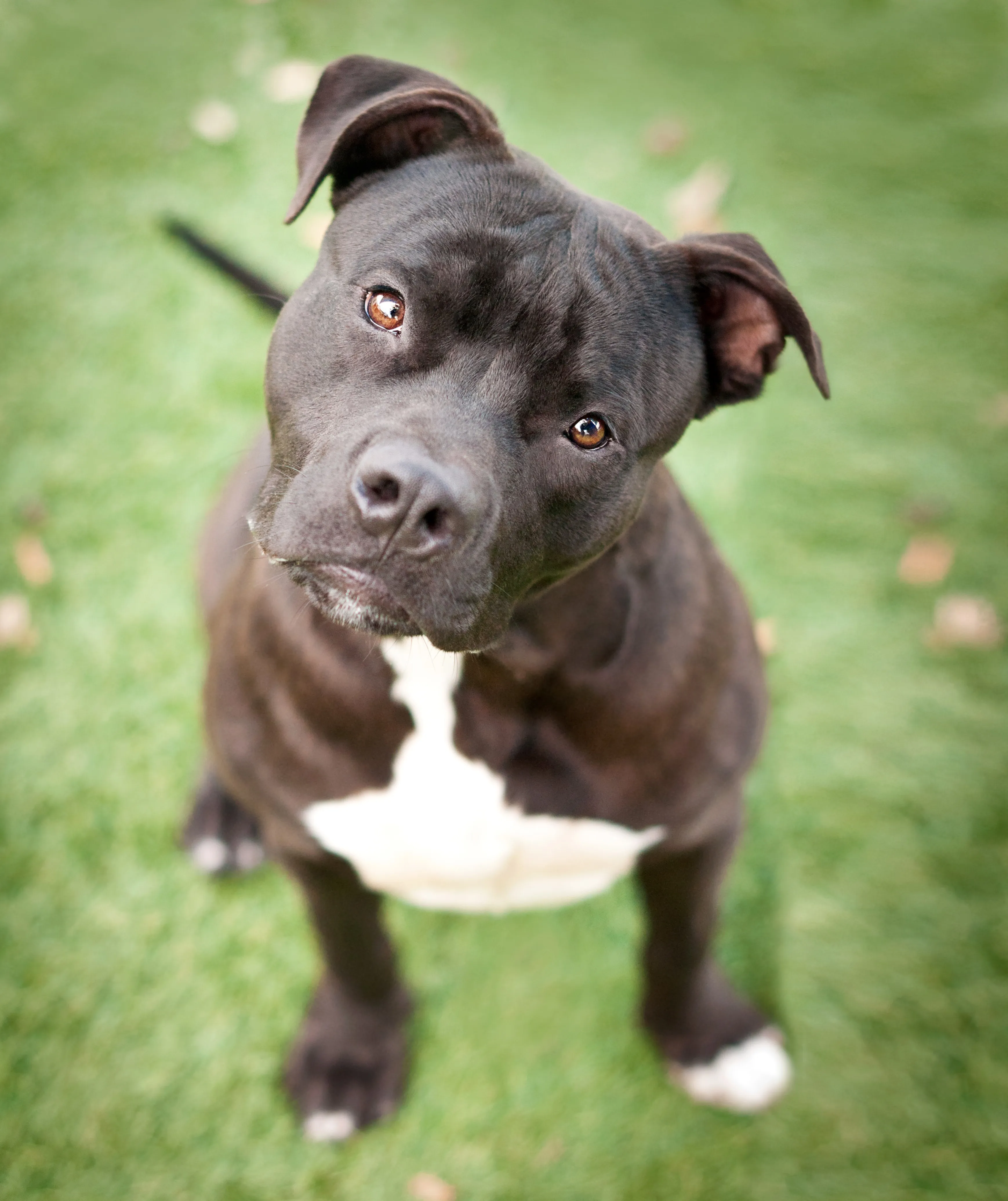 Labrabull 2