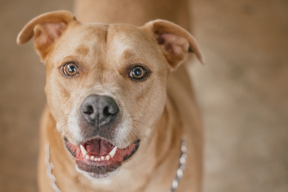 Labrabull 3