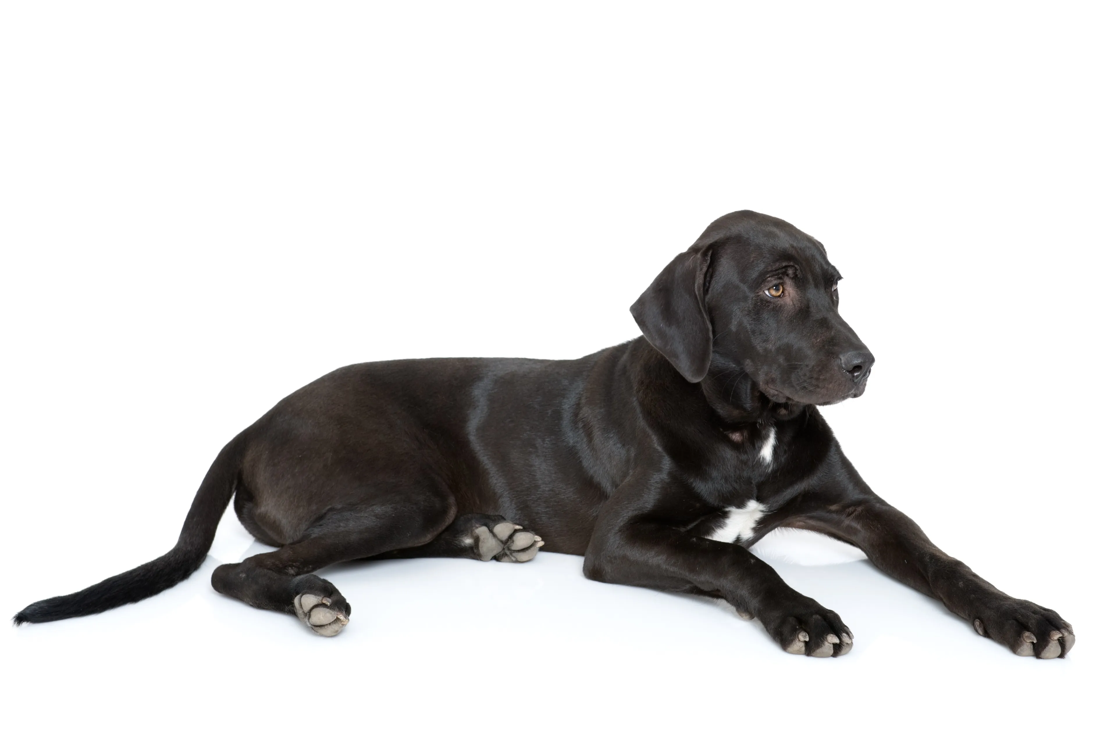 Labradane 1
