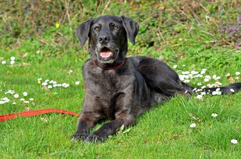 Labradane 2