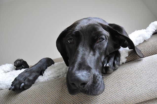 Labradane 3