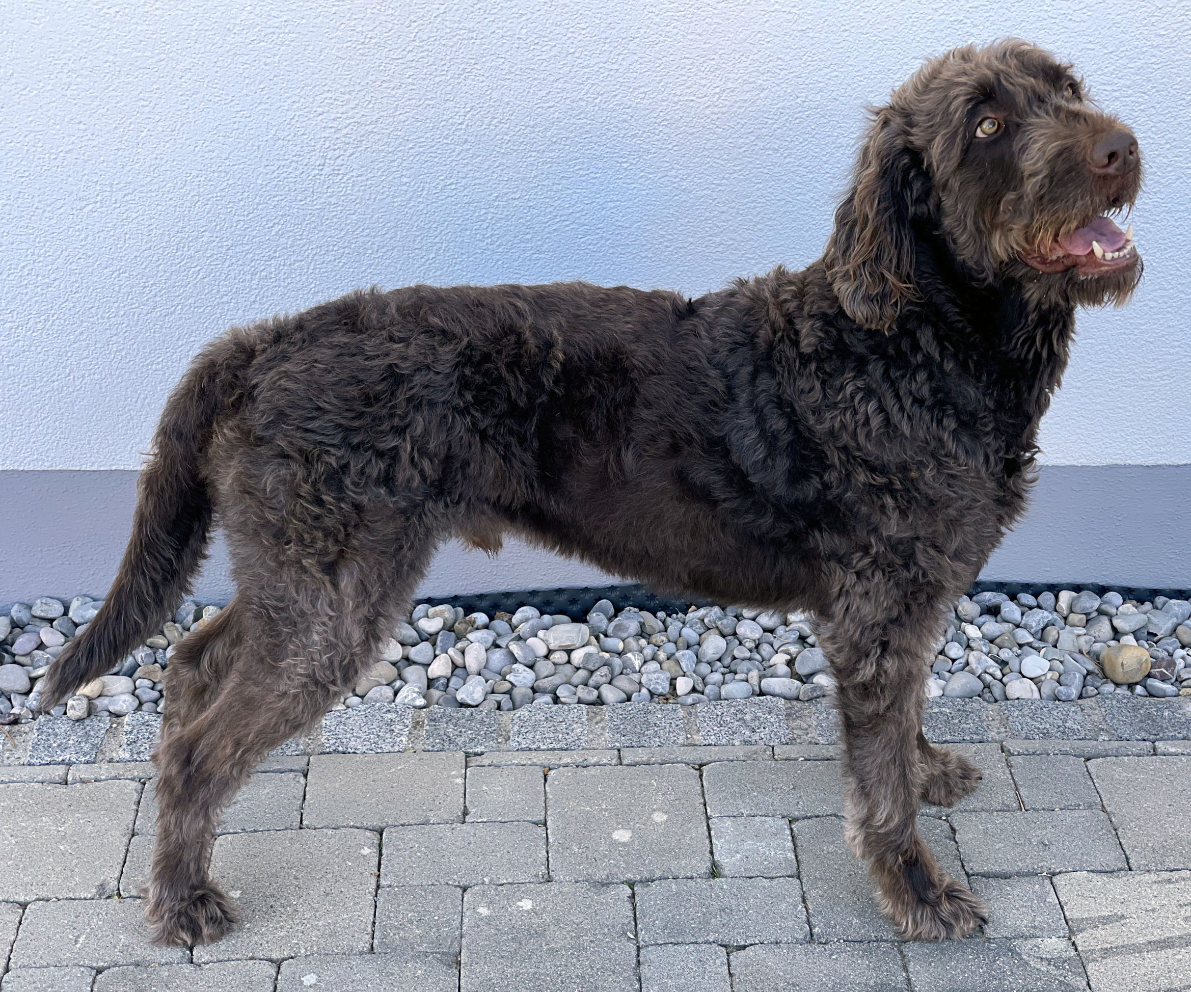Labradoodle 2