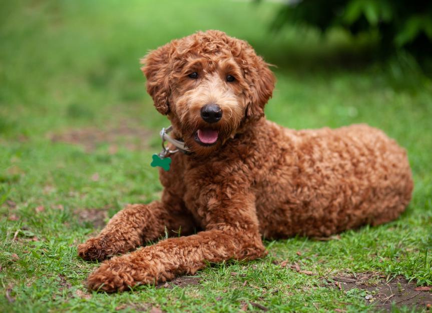 Labradoodle 3