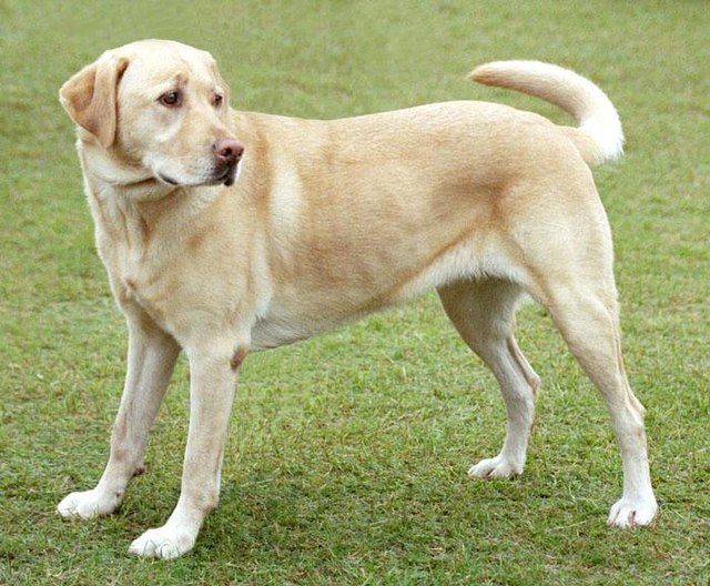 Labrador Retriever 1