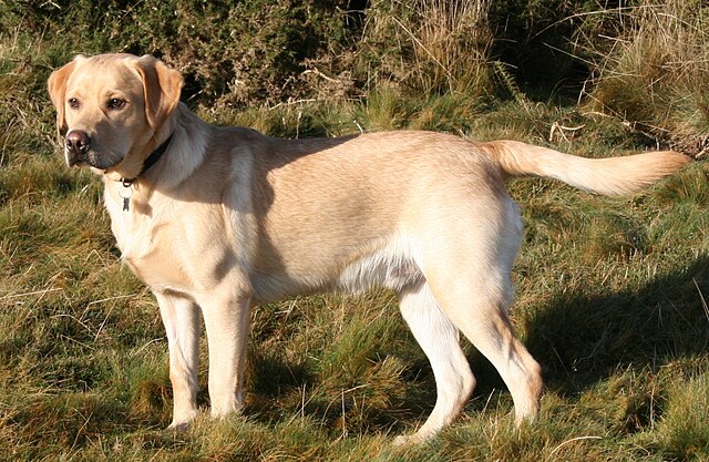Labrador Retriever 2