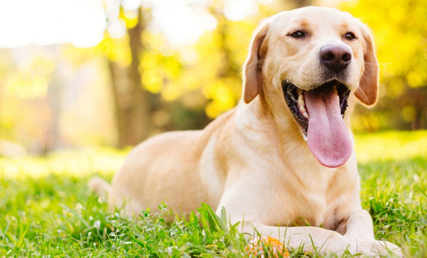 Labrador Retriever 3