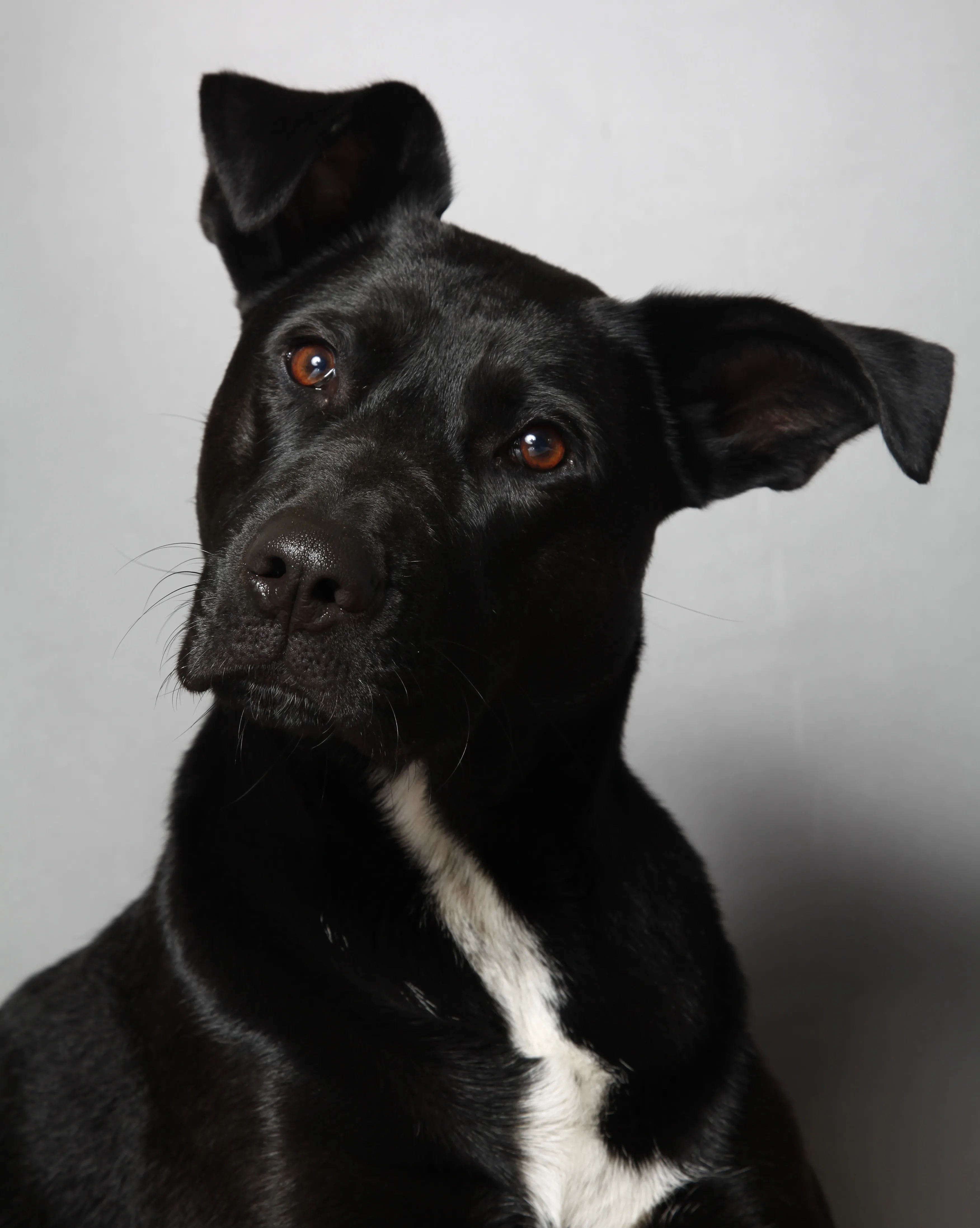 Labrastaff 2