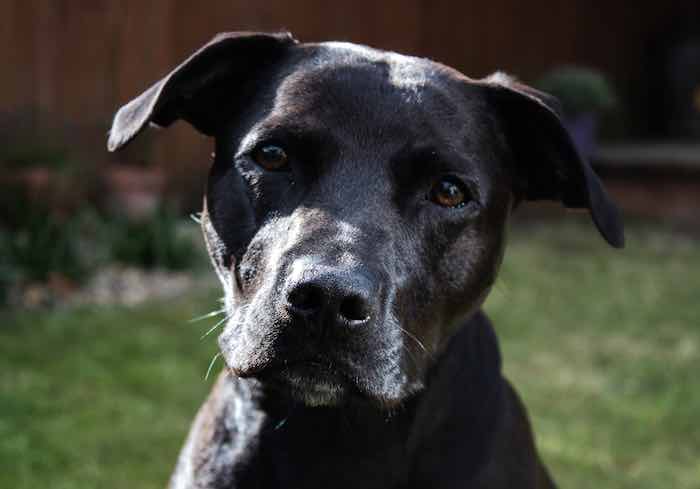 Labrastaff 3