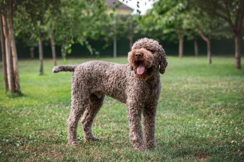 Lagotto Romagnolo 1