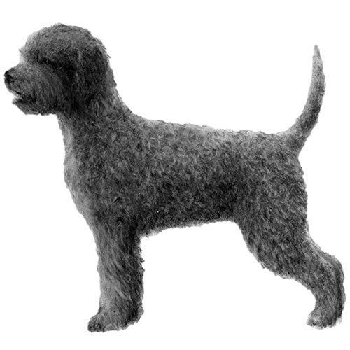 Lagotto Romagnolo 2