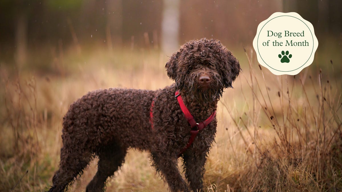 Lagotto Romagnolo 3