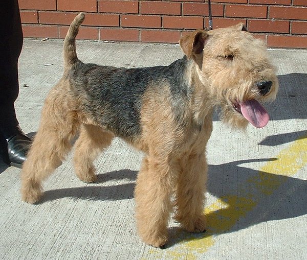 Lakeland Terrier 1