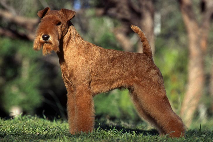 Lakeland Terrier 2