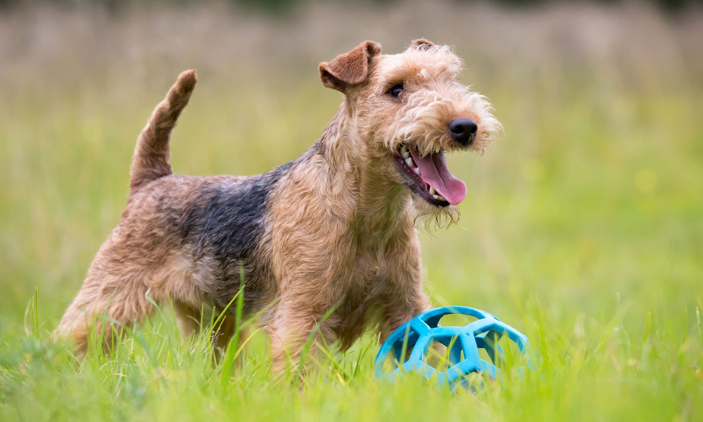 Lakeland Terrier 3