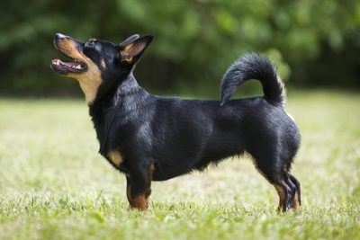 Lancashire Heeler 1