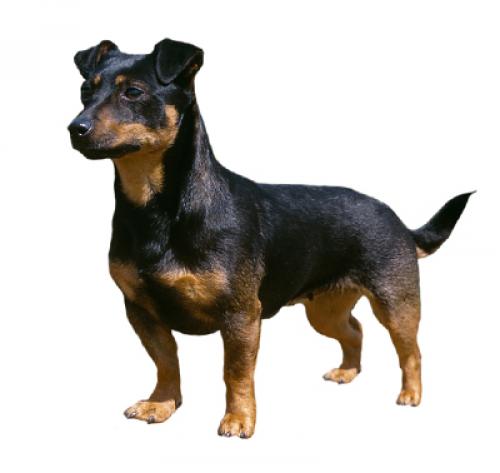 Lancashire Heeler 2