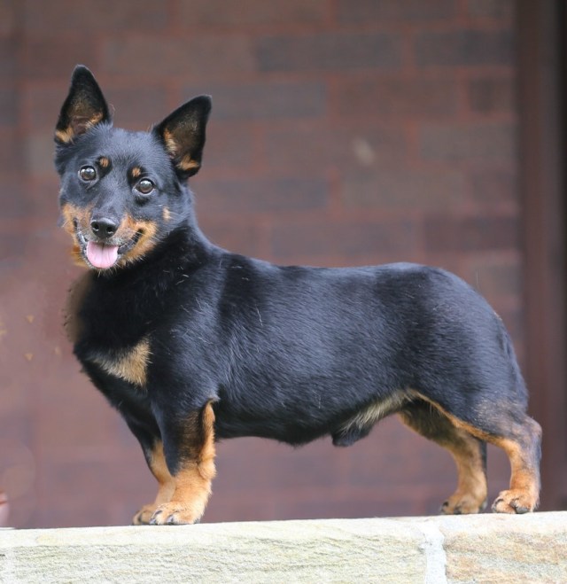 Lancashire Heeler 3