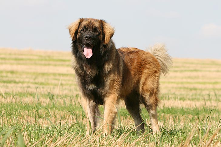 Leonberger 1