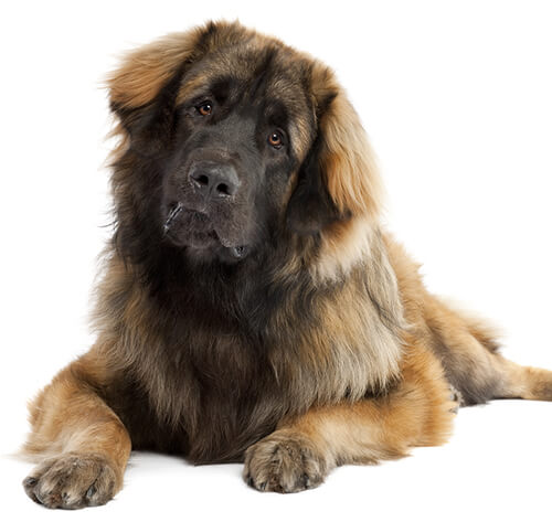 Leonberger 3