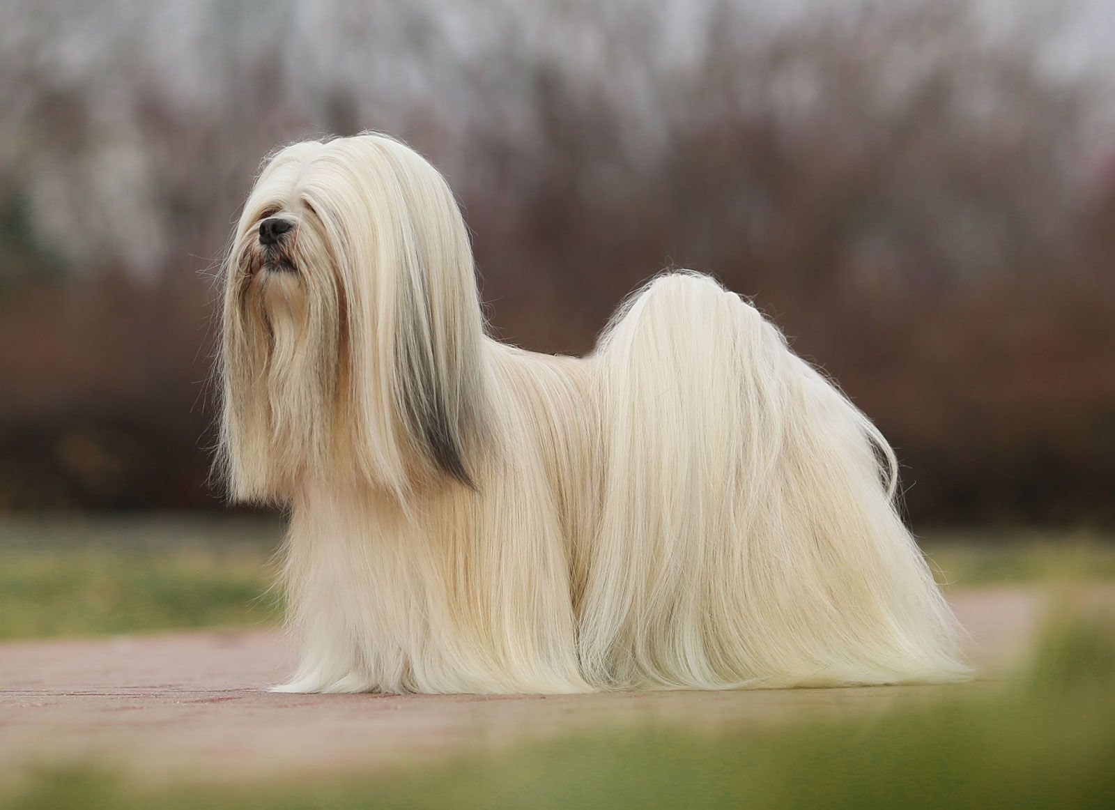 Lhasa Apso 1