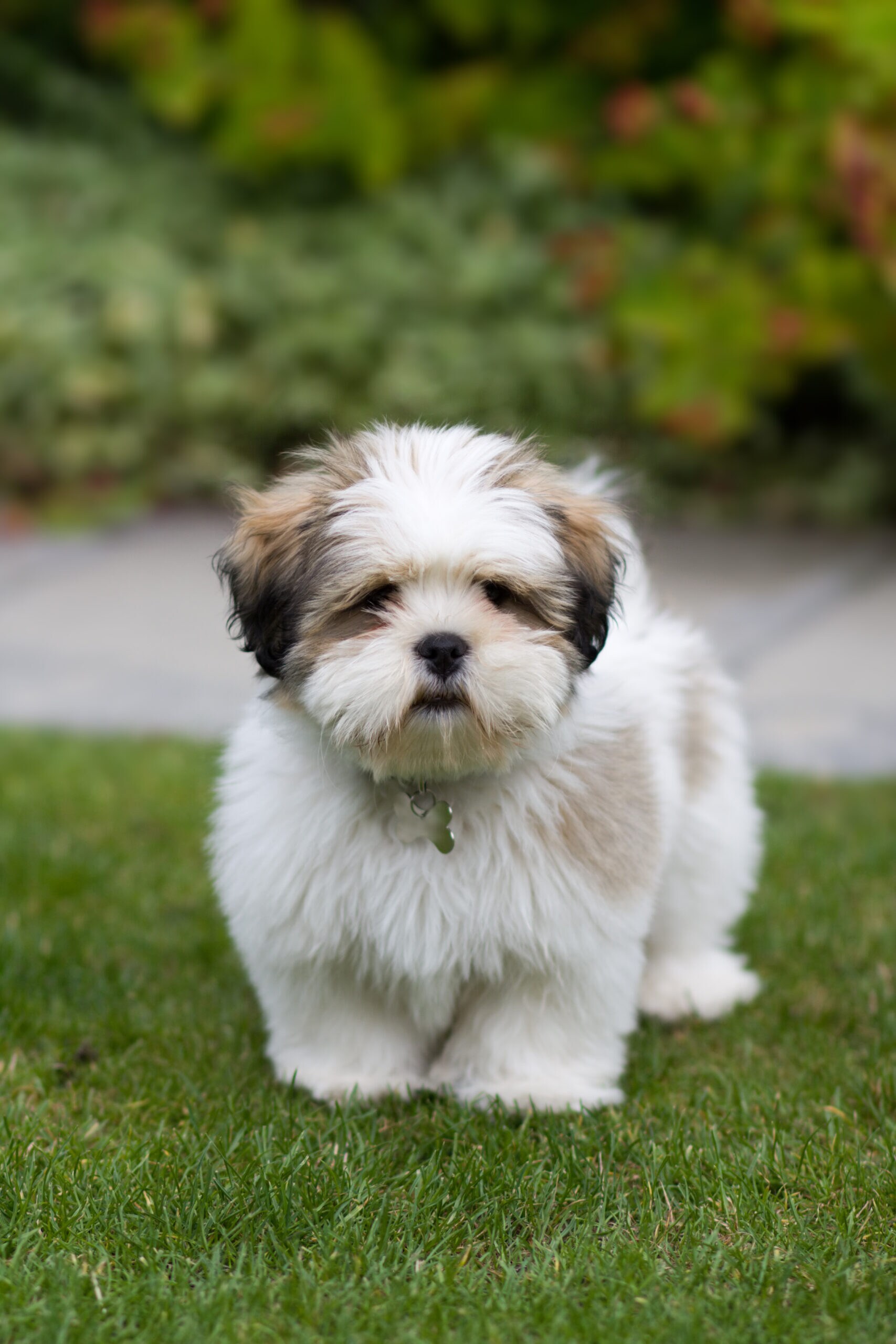 Lhasa Apso 2